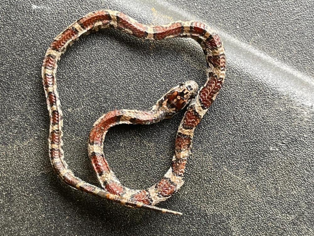 Looking for the "perfect" property carry gun...for snakes and other