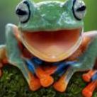 Frog4aday